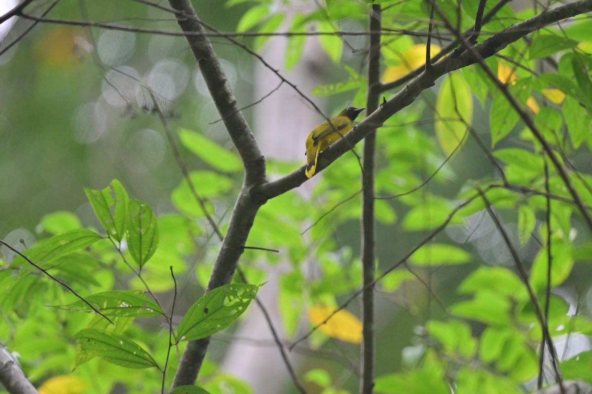 Andaman Bulbul - ML637964106