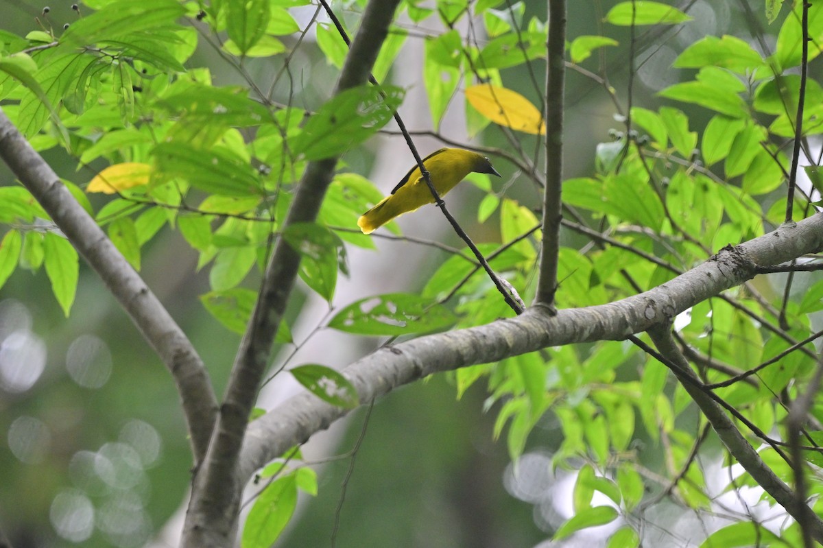 Andaman Bulbul - ML637964107
