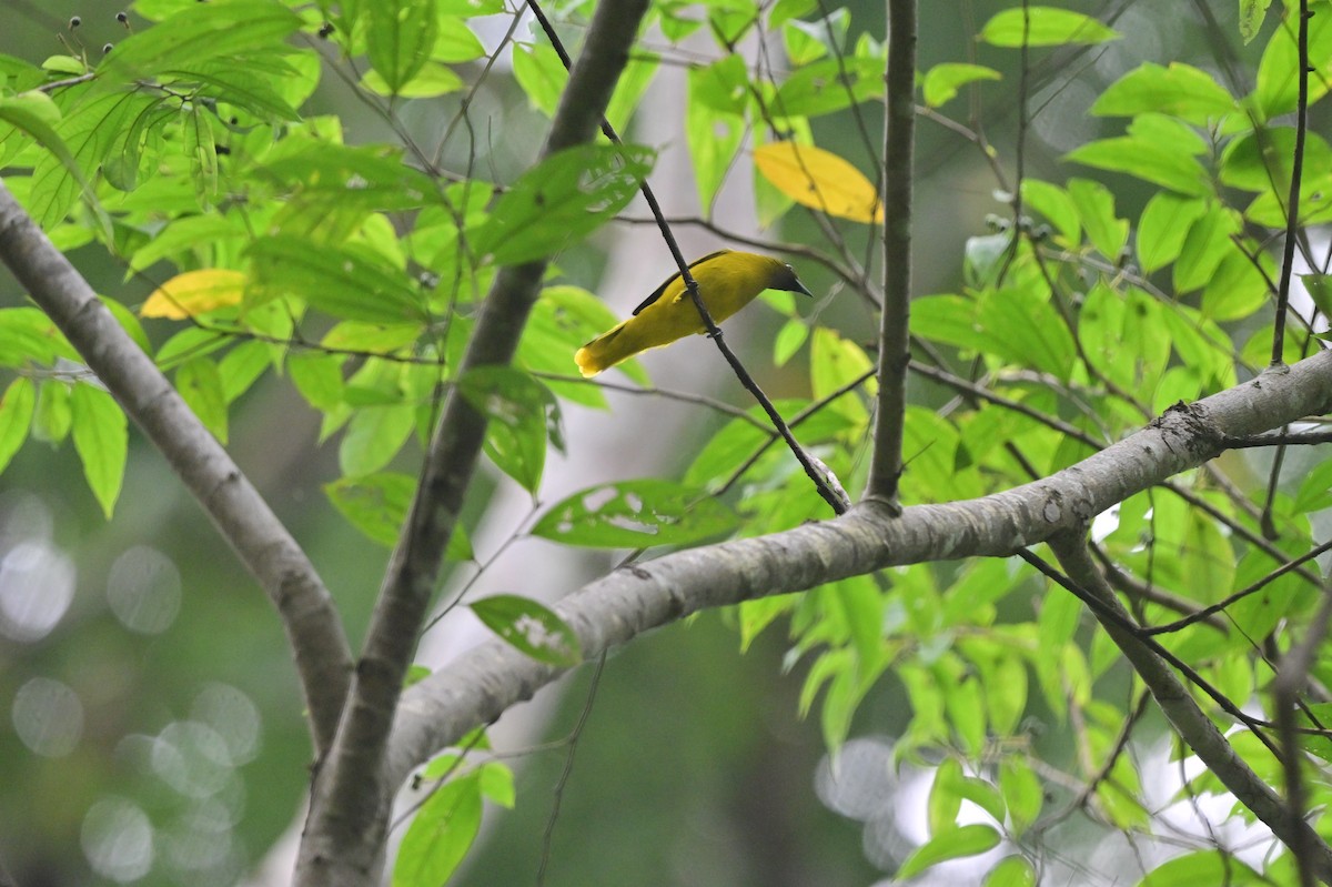 Andaman Bulbul - ML637964109
