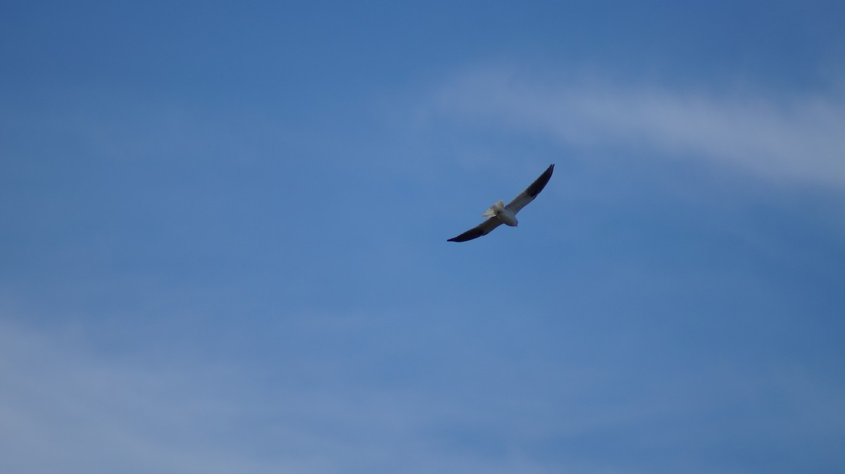 Black-shouldered Kite - ML637964110