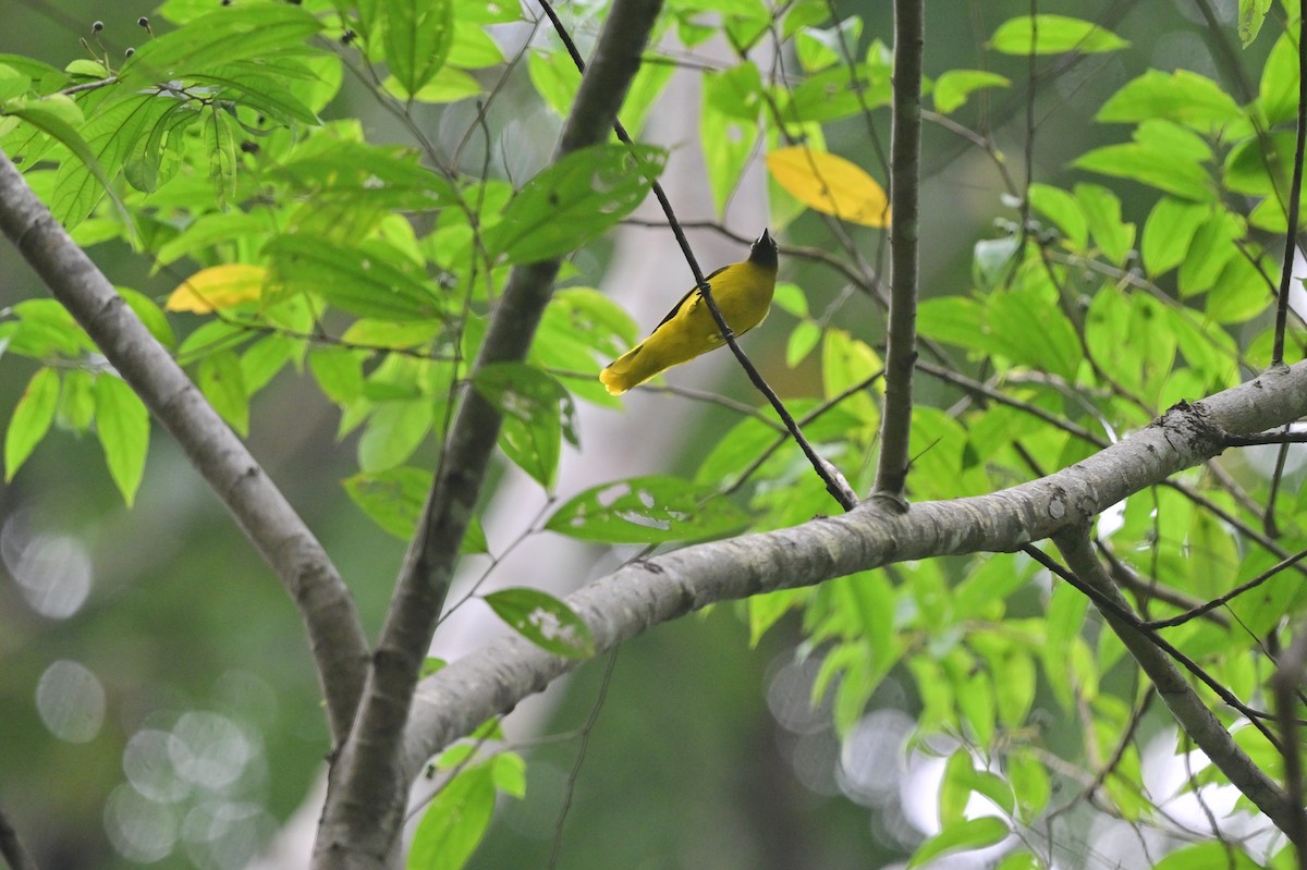 Andaman Bulbul - ML637964111