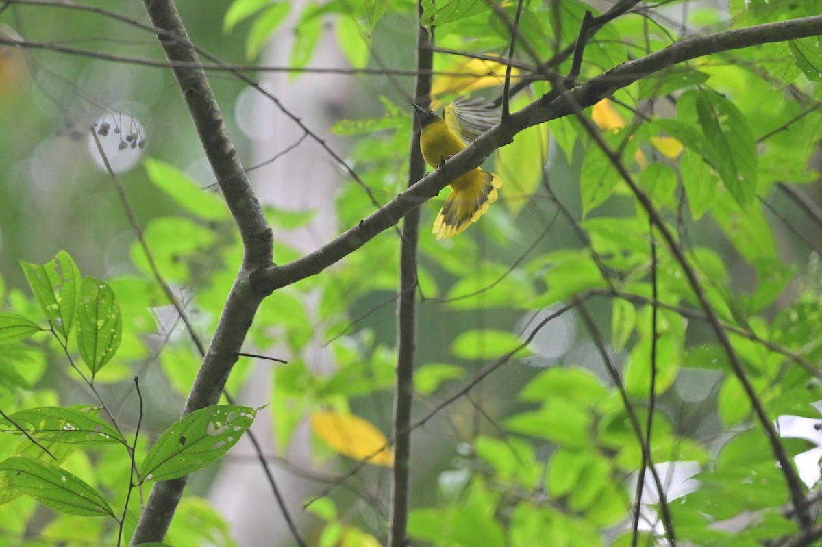 Andaman Bulbul - ML637964112