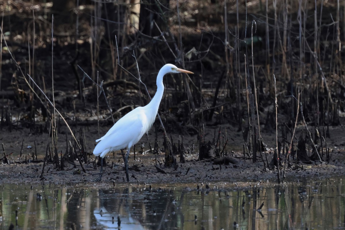 Plumed Egret - ML637964113