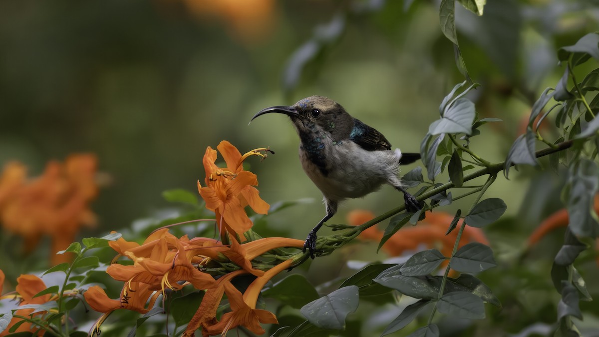 White-bellied Sunbird - ML637964114