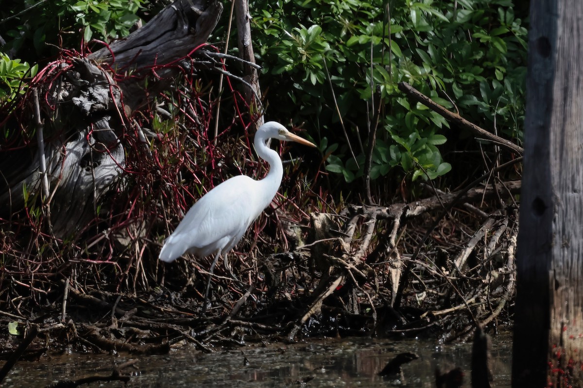 Plumed Egret - ML637964116