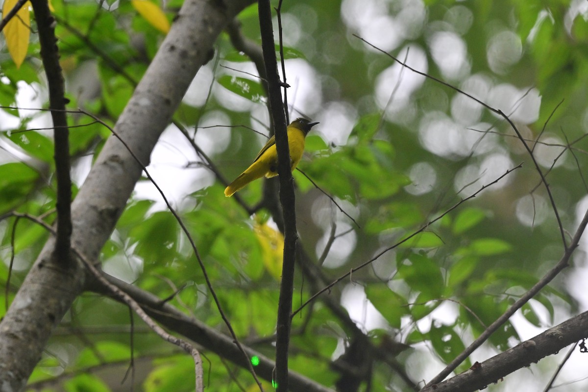 Andaman Bulbul - ML637964124