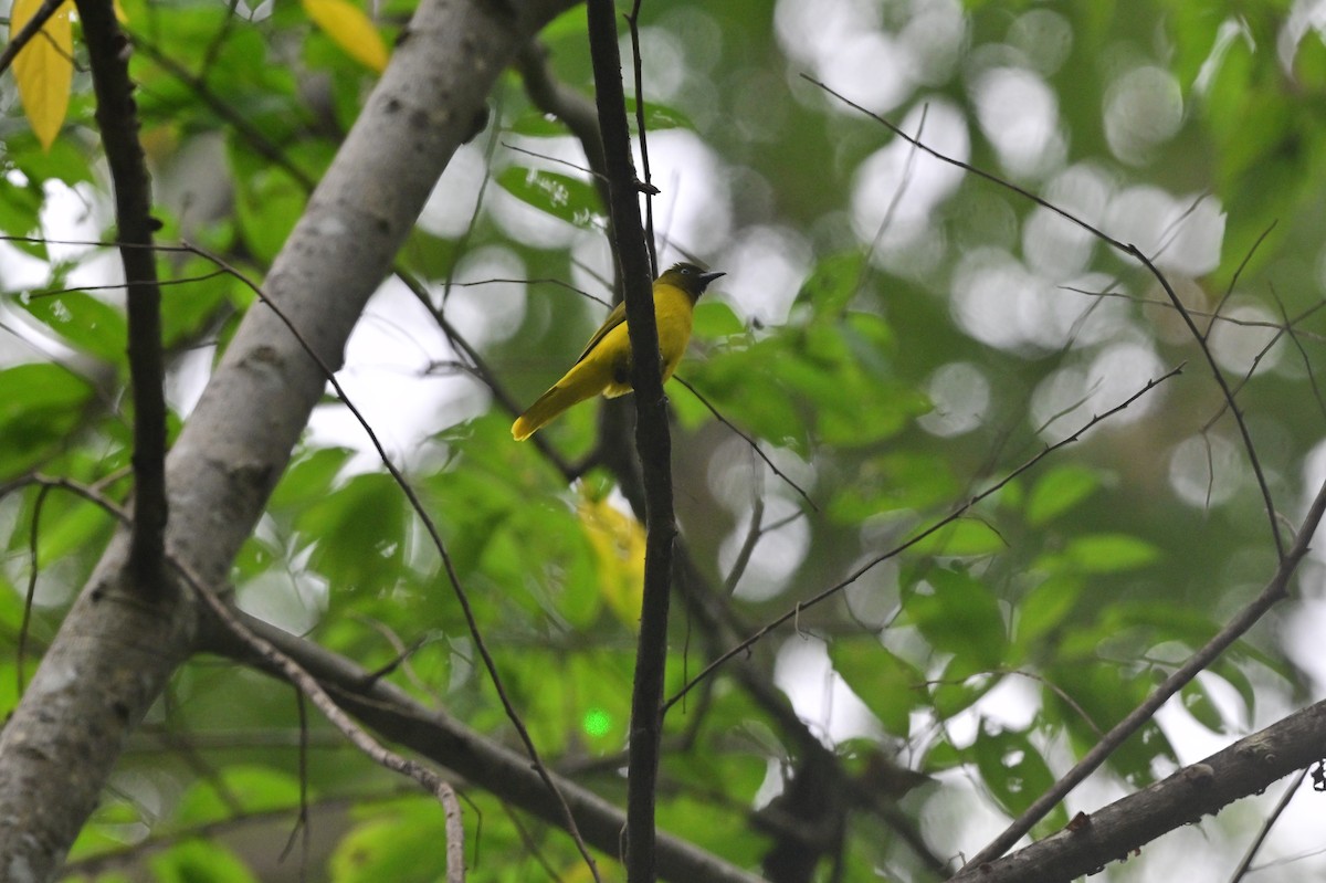 Andaman Bulbul - ML637964125