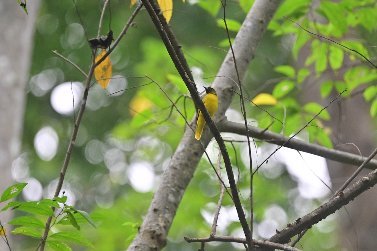Andaman Bulbul - ML637964126