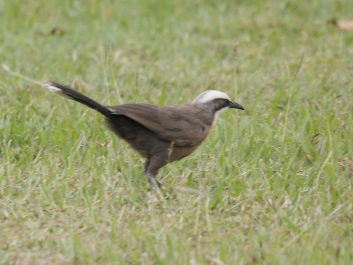 Gray-crowned Babbler - ML637964130