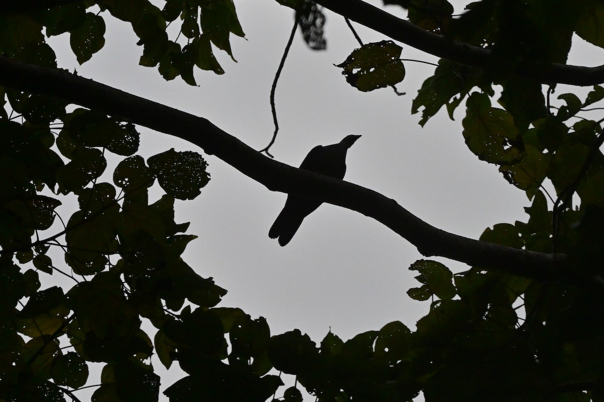 Andaman Wood-Pigeon - ML637964175