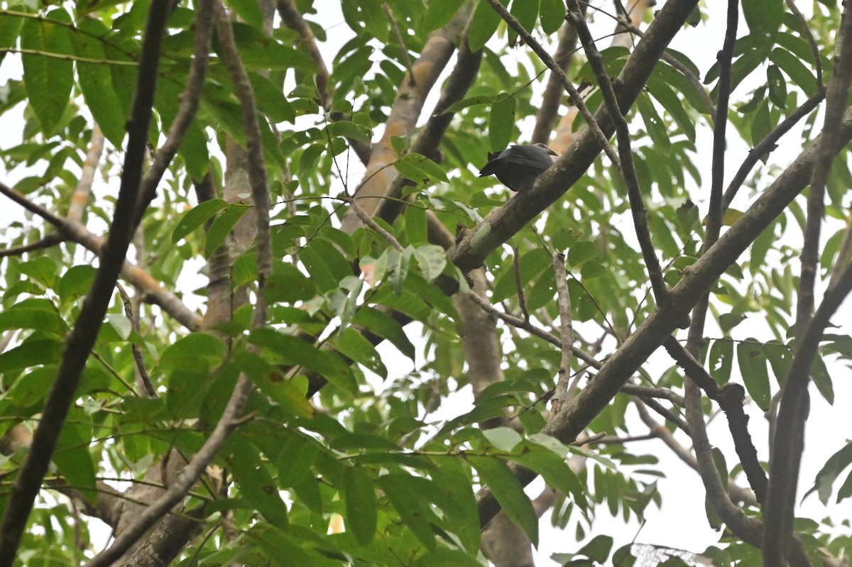 Andaman Wood-Pigeon - ML637964176