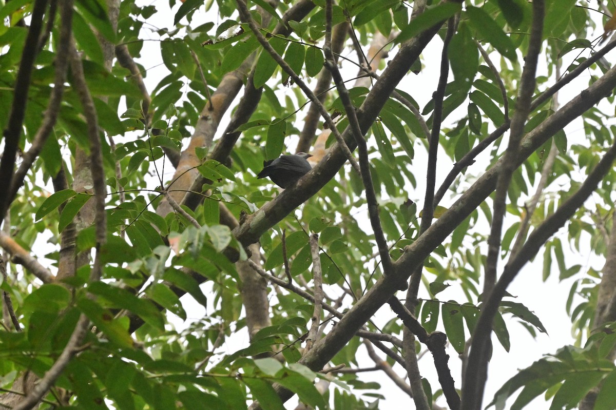 Andaman Wood-Pigeon - ML637964177