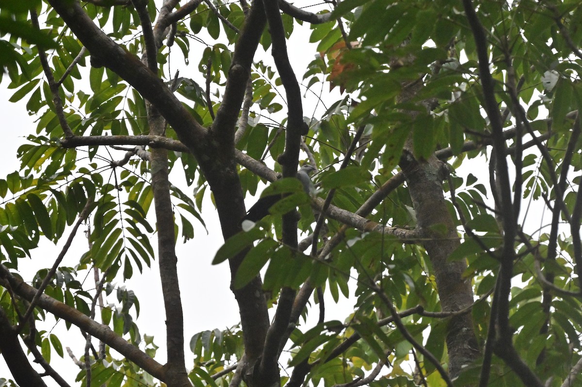 Andaman Wood-Pigeon - ML637964178