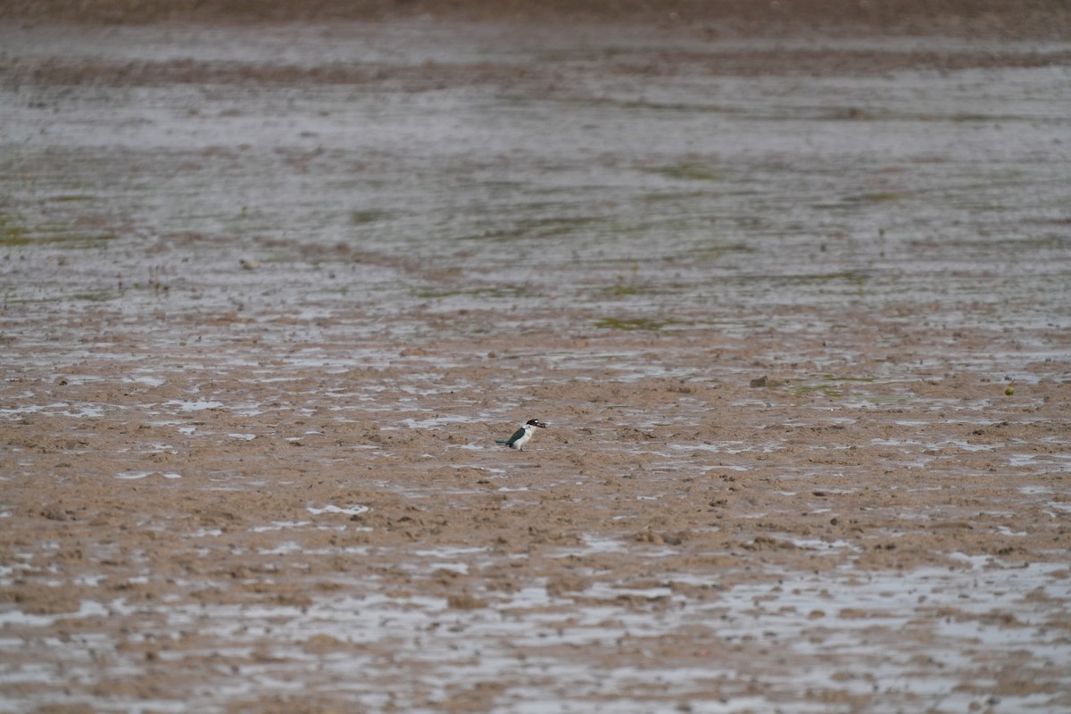 Torresian Kingfisher - ML637964230