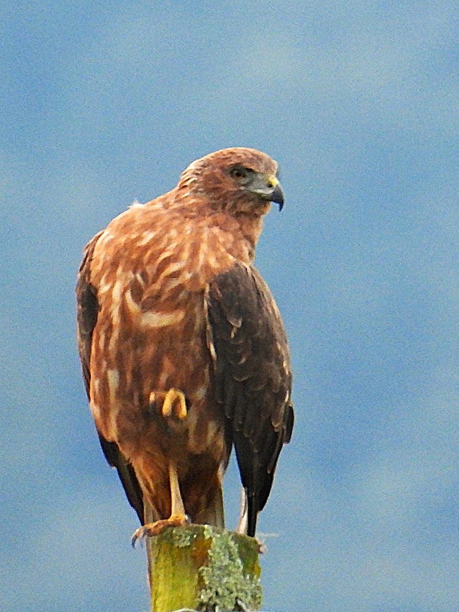 Swamp Harrier - ML637964307