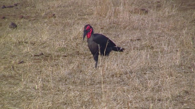 Southern Ground-Hornbill - ML637964331