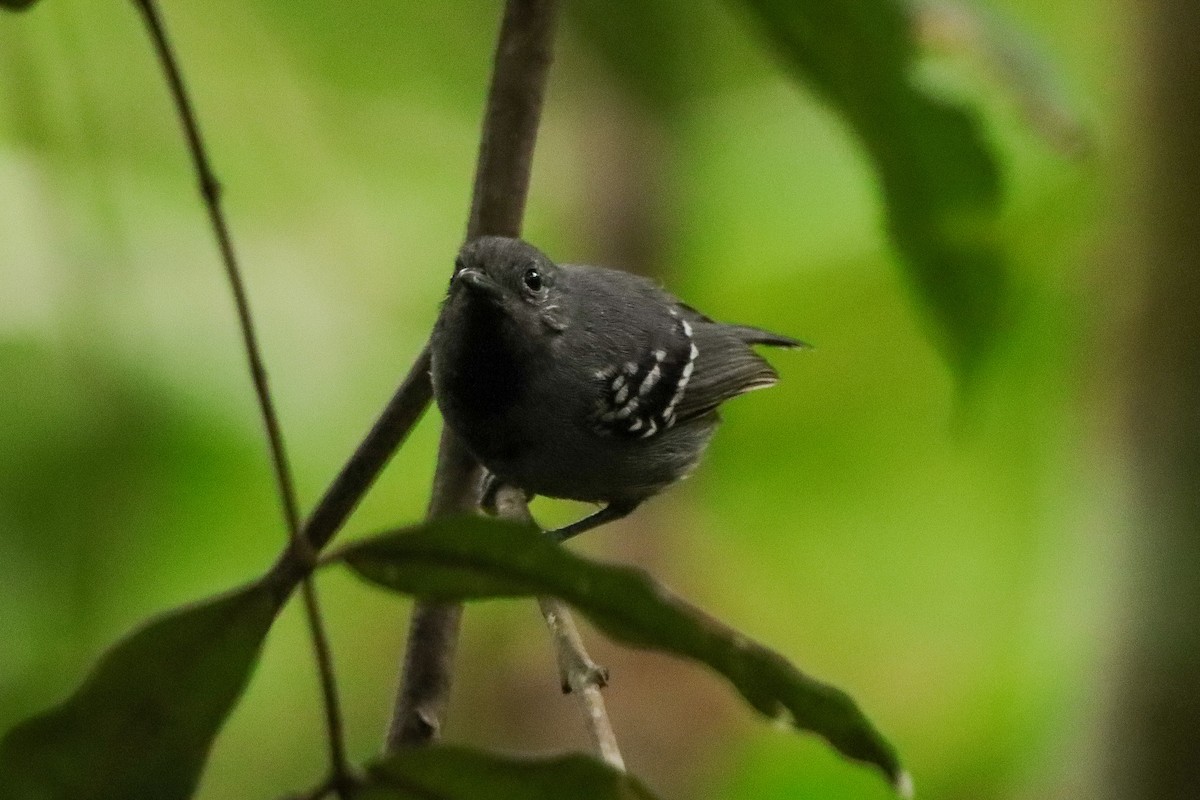 Salvadori's Antwren - ML637964335