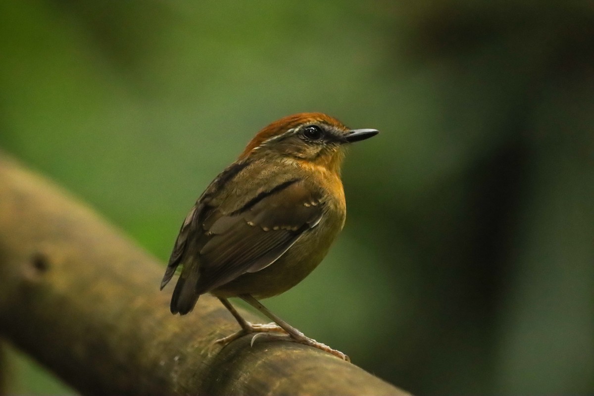Black-cheeked Gnateater - ML637964340
