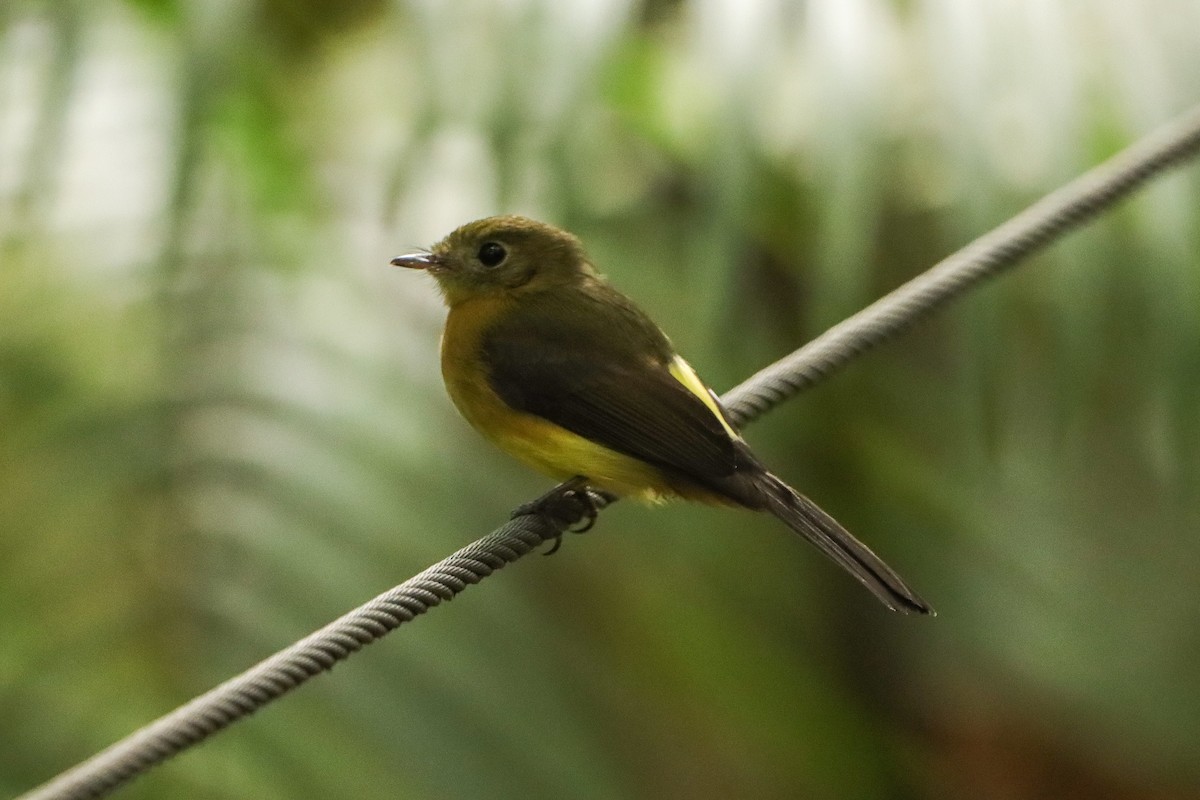 Whiskered Flycatcher - ML637964343