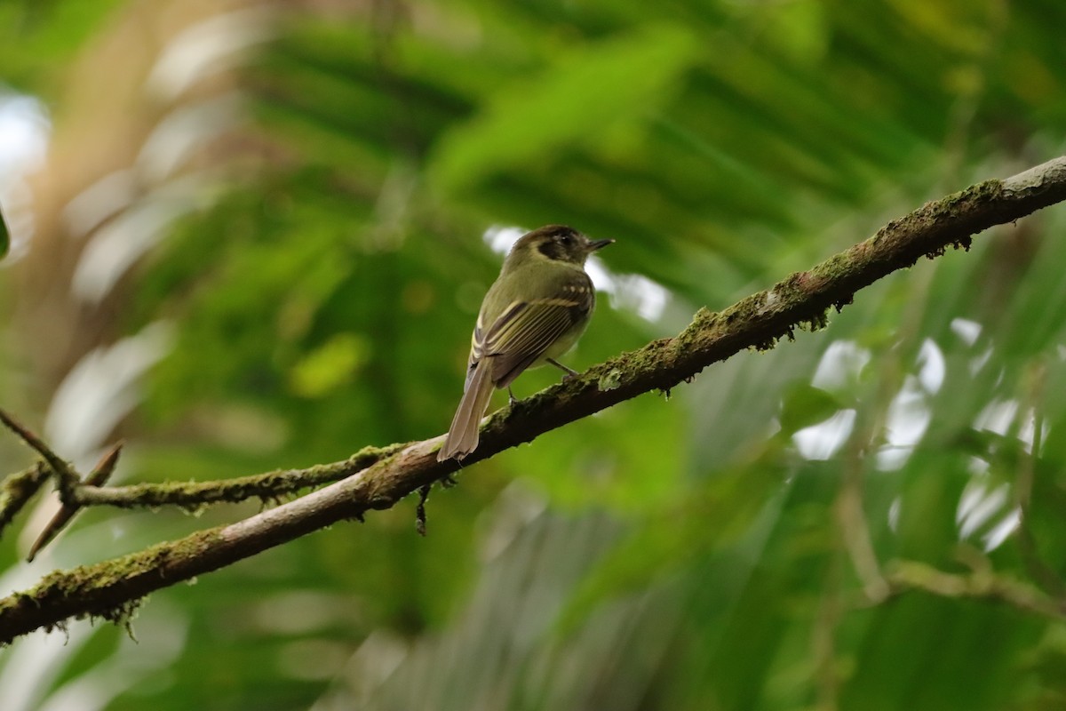 Sepia-capped Flycatcher - ML637964356