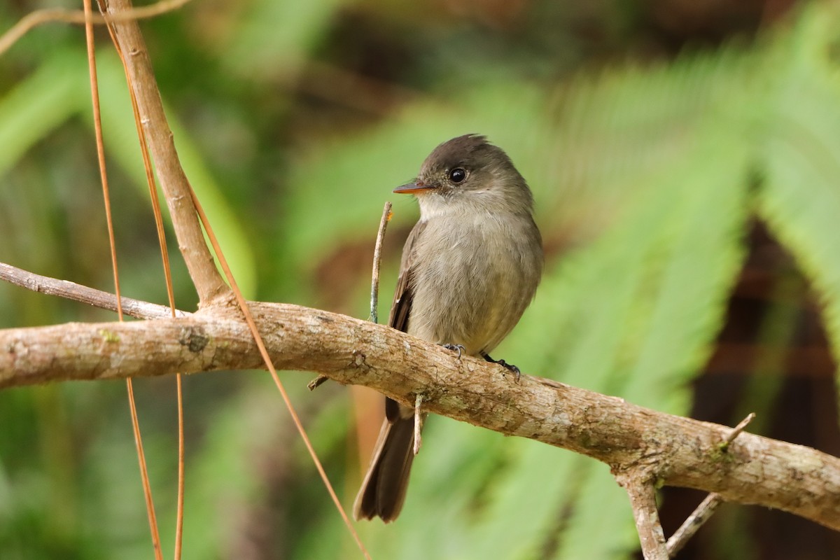 Southern Tropical Pewee - ML637964365
