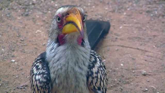 Southern Yellow-billed Hornbill - ML637964387