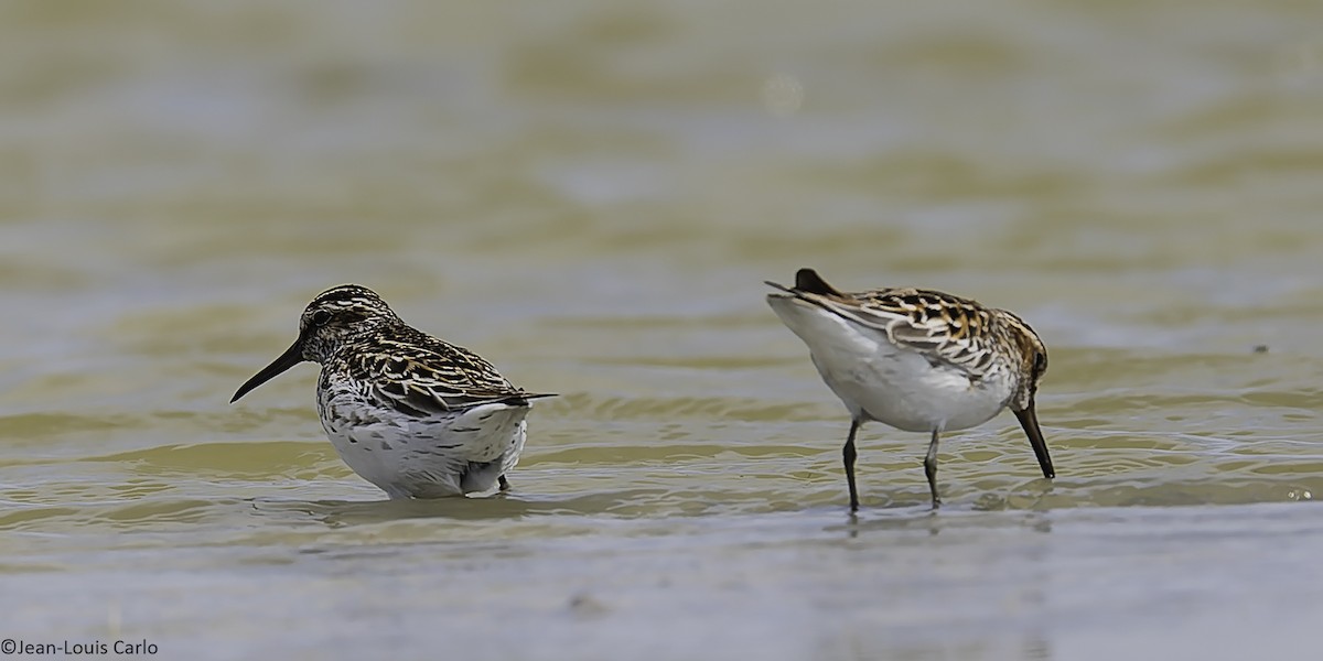 Broad-billed Sandpiper - ML637964403