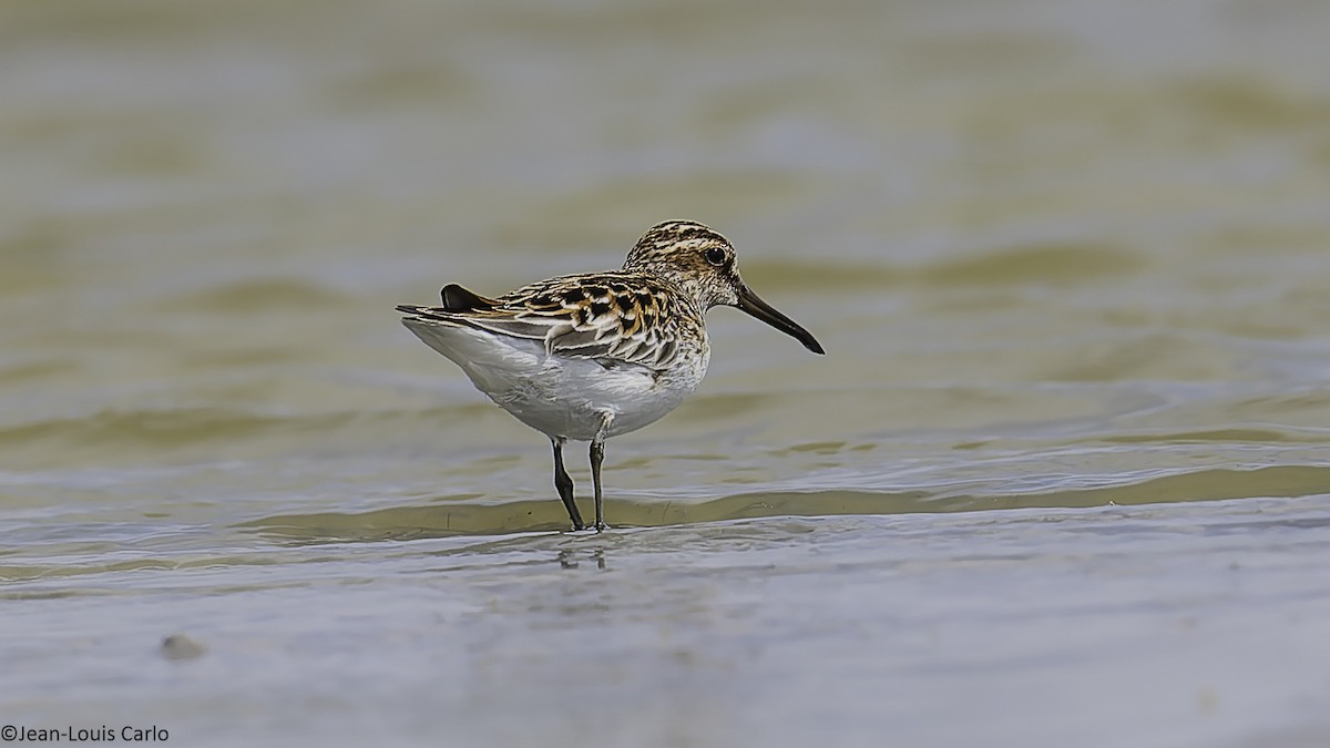 Broad-billed Sandpiper - ML637964404