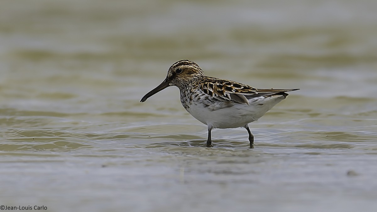 Broad-billed Sandpiper - ML637964405