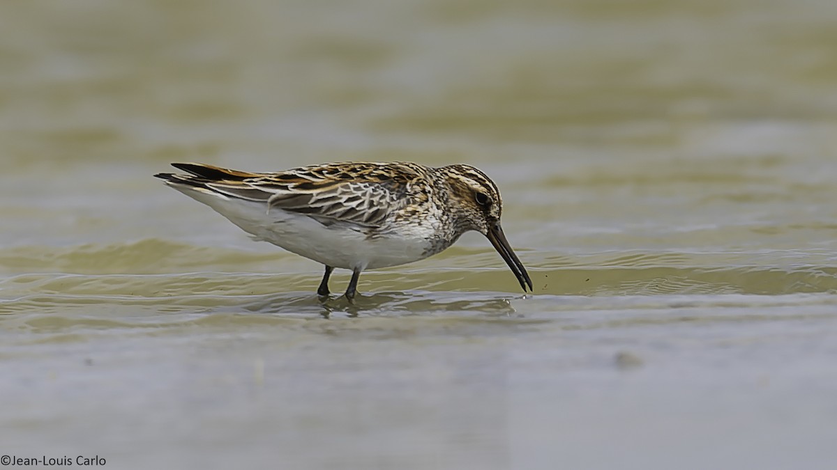 Broad-billed Sandpiper - ML637964406