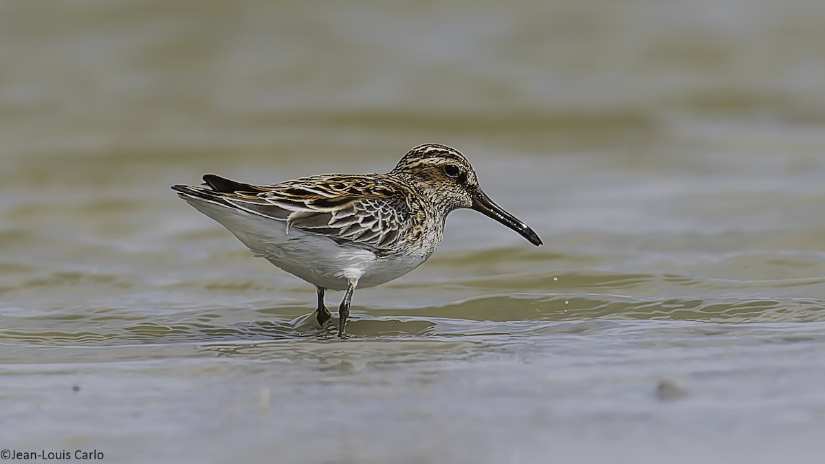 Broad-billed Sandpiper - ML637964407