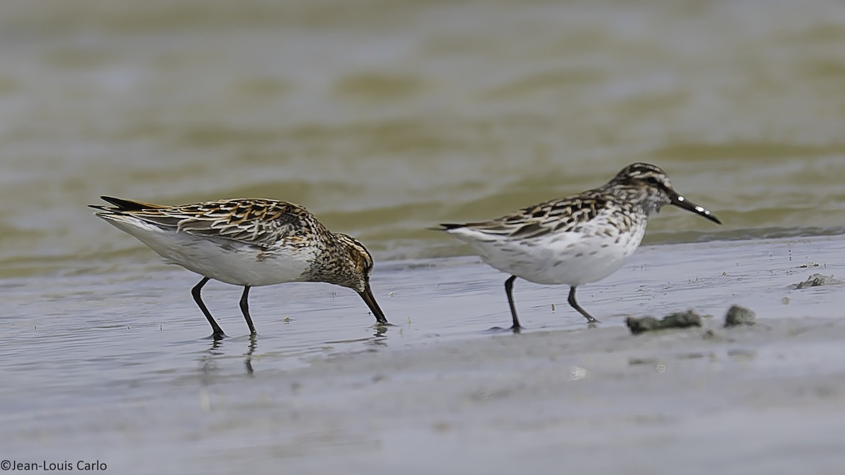 Broad-billed Sandpiper - ML637964420