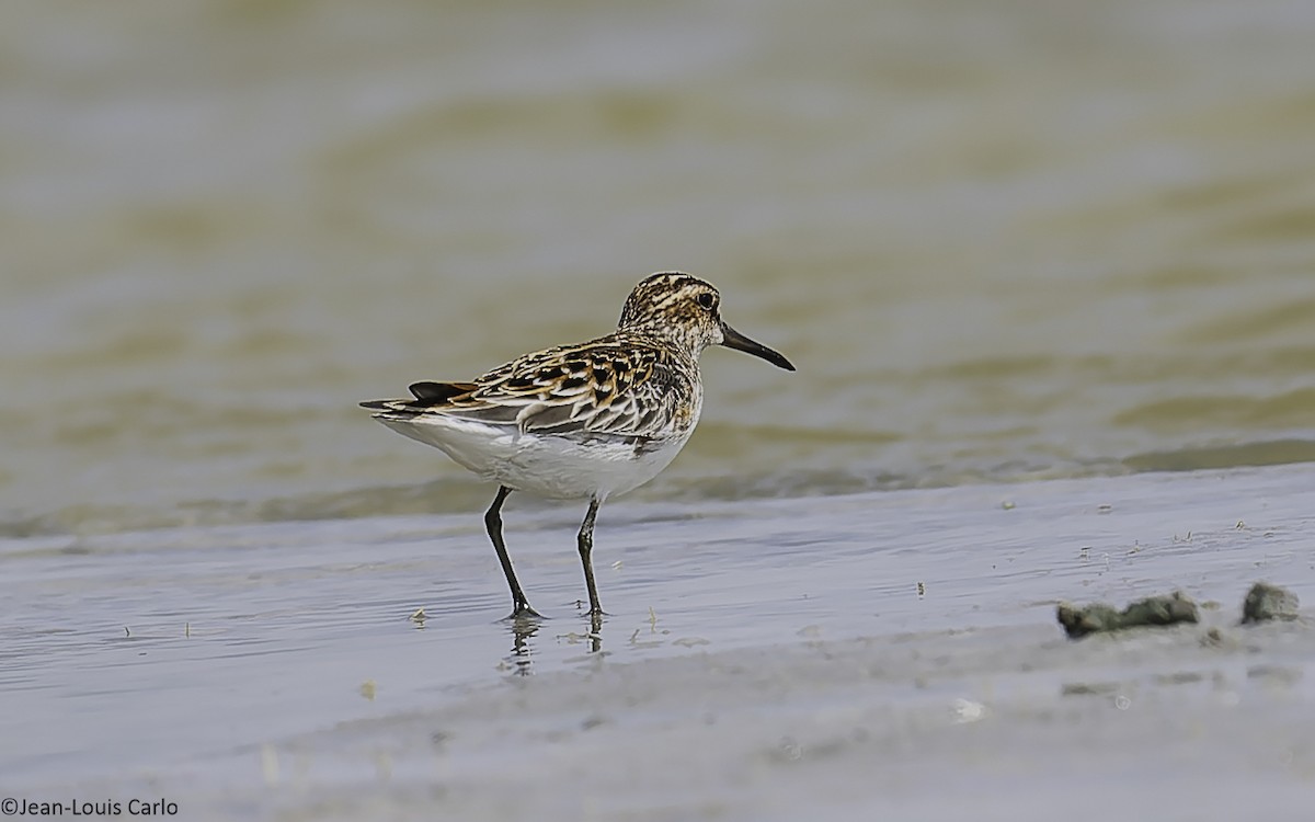Broad-billed Sandpiper - ML637964421