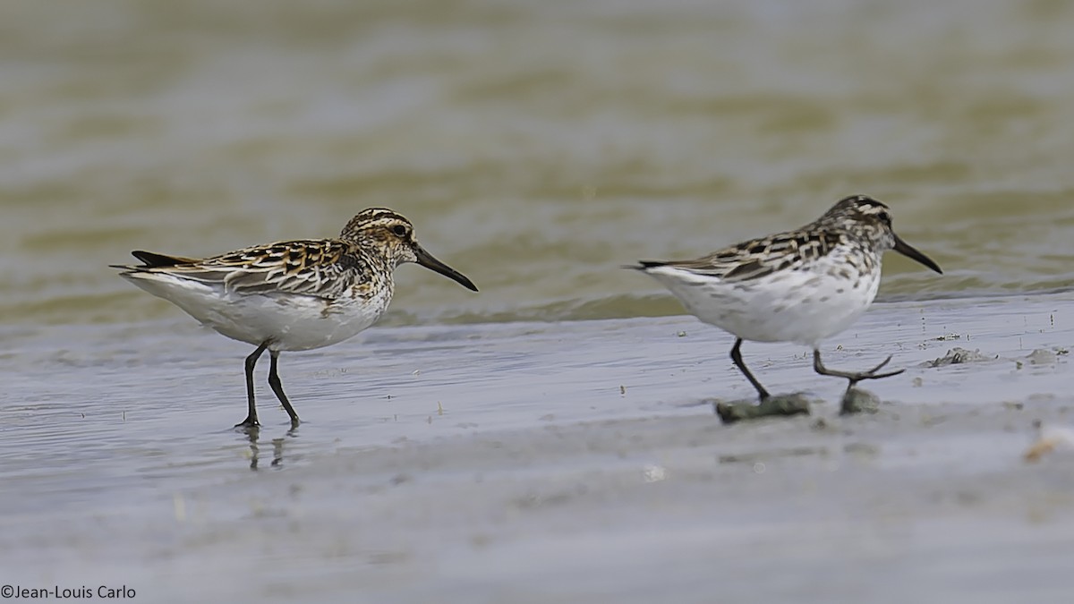 Broad-billed Sandpiper - ML637964422