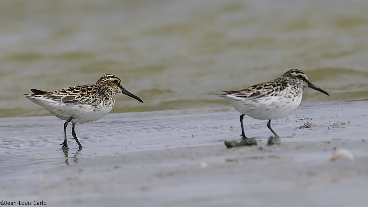 Broad-billed Sandpiper - ML637964423