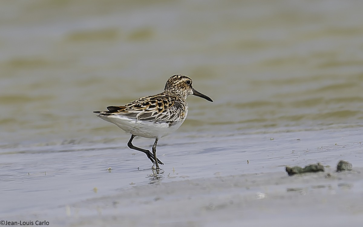 Broad-billed Sandpiper - ML637964424