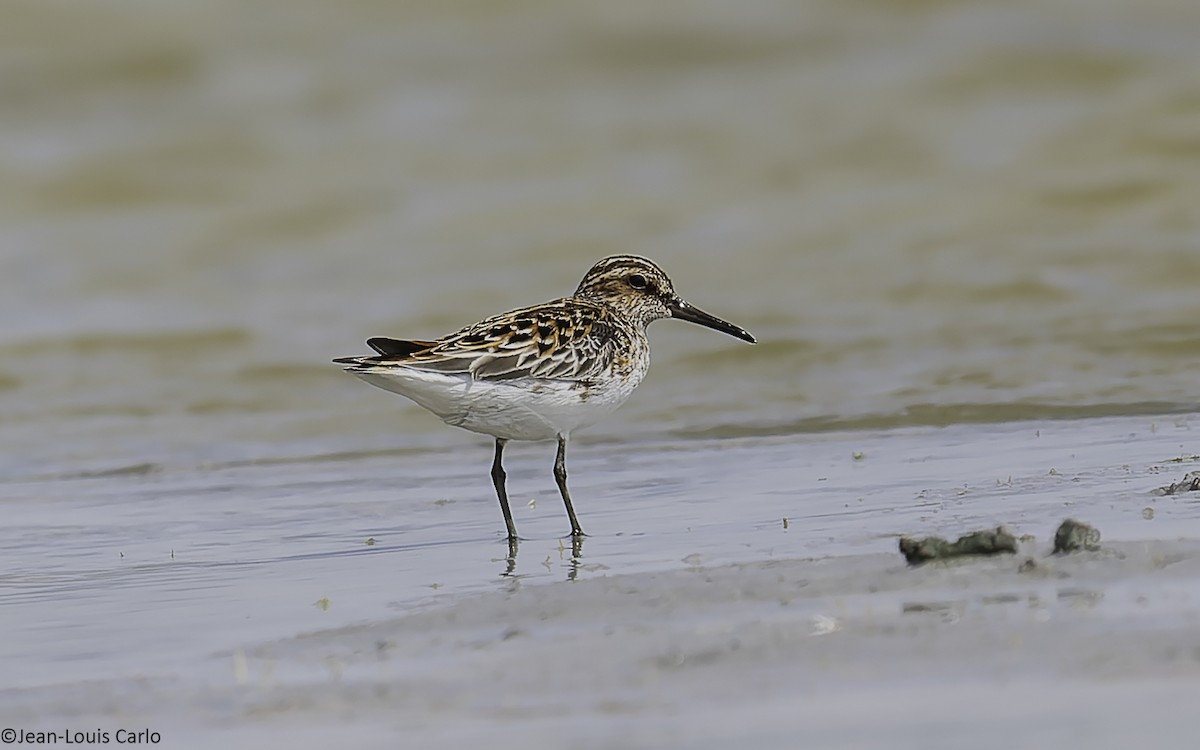 Broad-billed Sandpiper - ML637964425