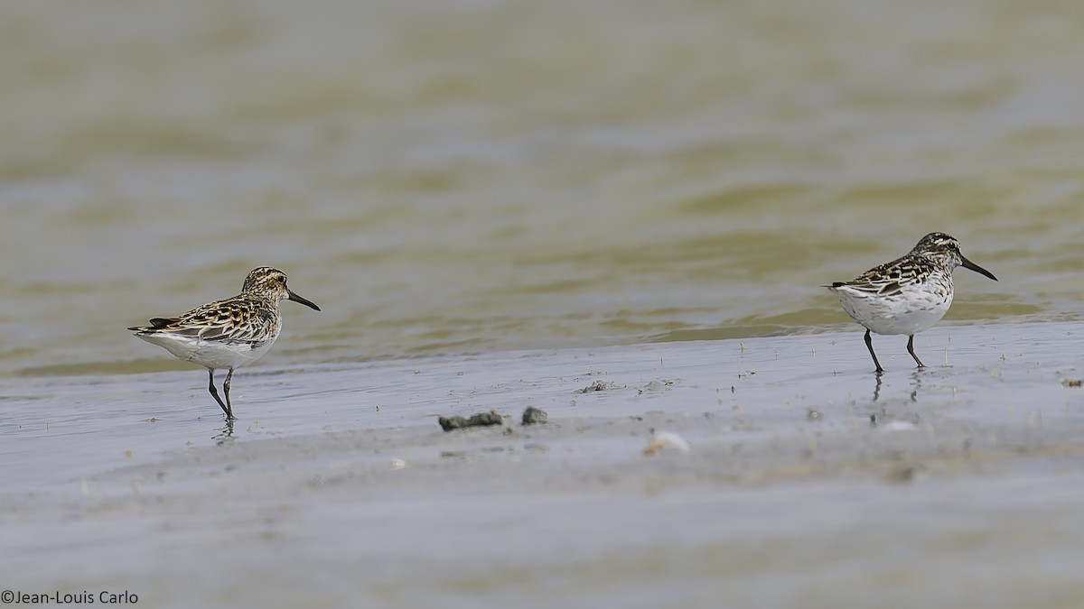 Broad-billed Sandpiper - ML637964426