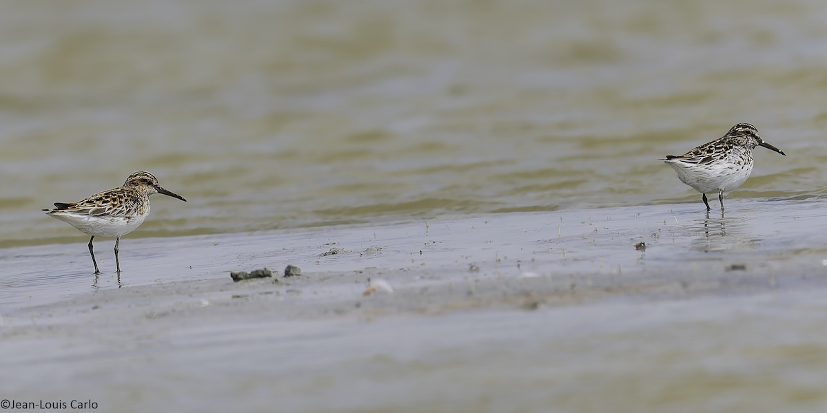 Broad-billed Sandpiper - ML637964427