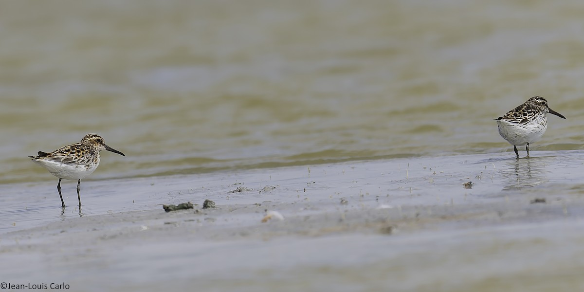 Broad-billed Sandpiper - ML637964428