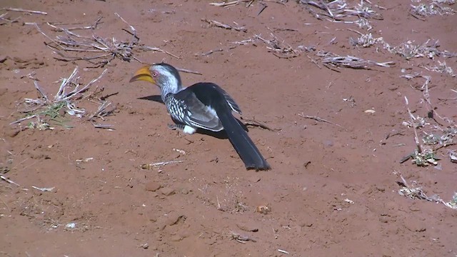 Southern Yellow-billed Hornbill - ML637964458