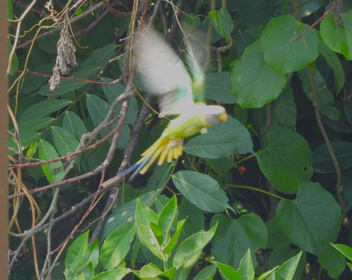 Plum-headed Parakeet - ML637964470