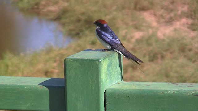 Wire-tailed Swallow - ML637964482