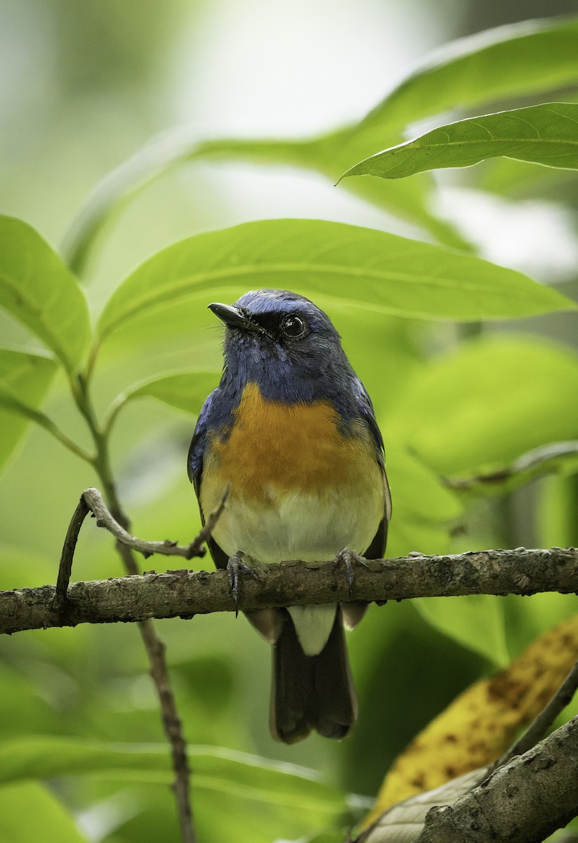 Blue-throated Flycatcher - ML637964503