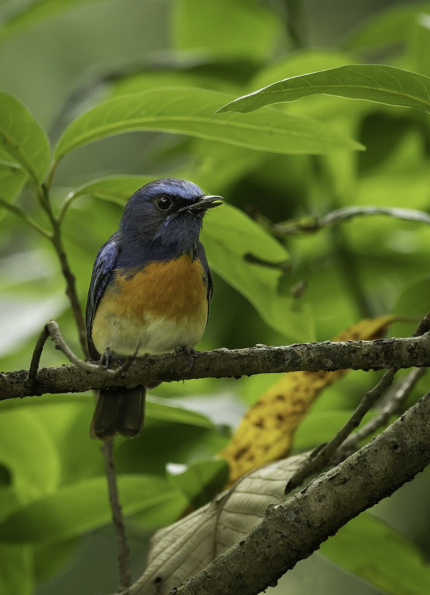 Blue-throated Flycatcher - ML637964504