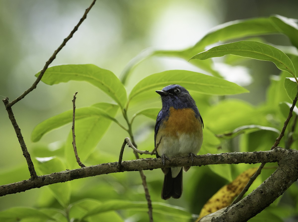 Blue-throated Flycatcher - ML637964505