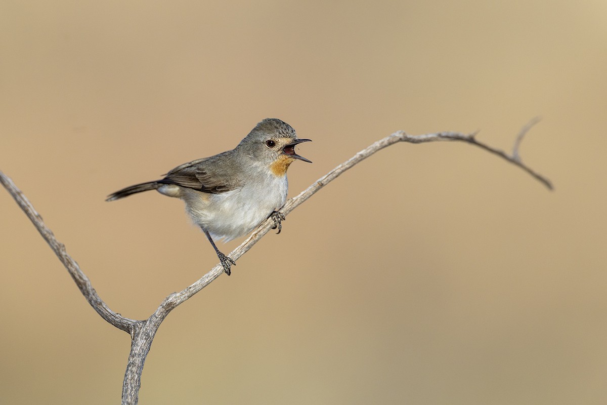 Redthroat - ML637964525
