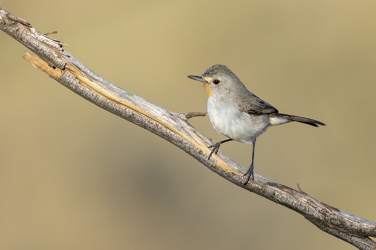 Redthroat - ML637964526