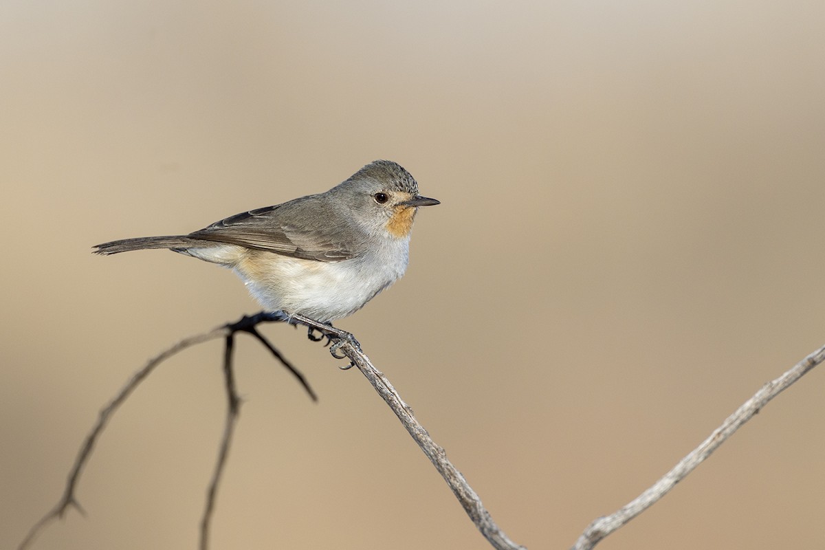 Redthroat - ML637964528