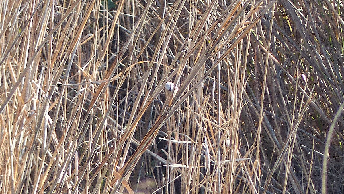 Eurasian Penduline-Tit - ML637964530